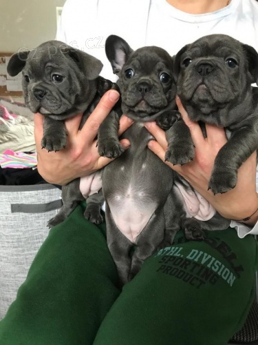 �t��ata modr�ho francouzsk�ho buldoka