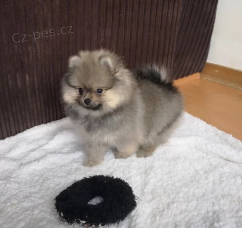 N�meck� �pic mal� �t��ata s PP