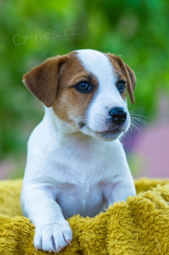 Koupim štěně  - Jack russell teriér Koupim štěně  - Jack russell teriér