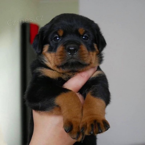 Kvalitn� �t��ata rotvajler�