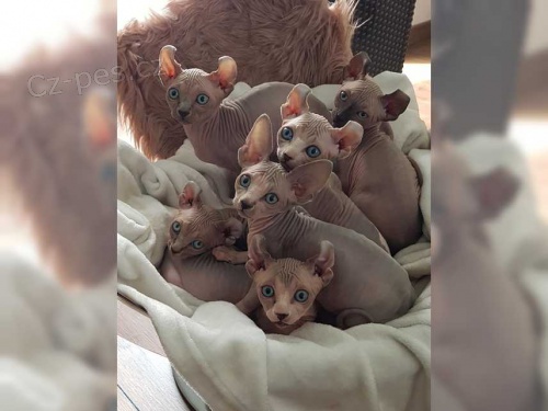 kočky sphynx pro nové domovy kočky sphynx pro nové domovy