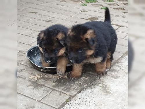 krásná štěňátka německého ovčáka krásná štěňátka německého ovčáka
