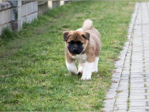 štěňata akita inu (samci i samice) jsou vám k dispozici. štěňata akita inu (samci i samice) jsou vám k dispozici.