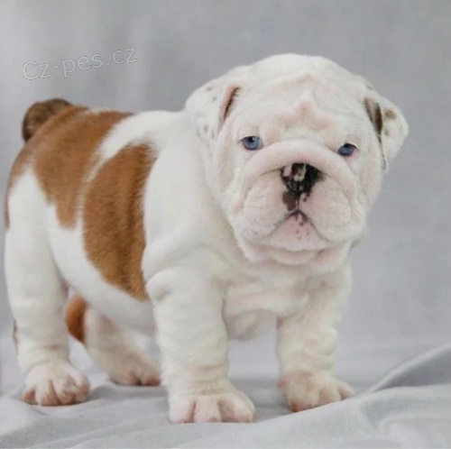 Anglick� buldok �t�n� k dispozici