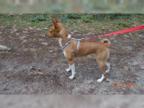 Basenji lovecká štěňata Basenji lovecká štěňata