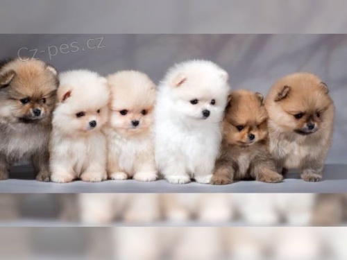 Okouzluj�c� Pomeranian �t��ata s VDH-FCI pap�ry