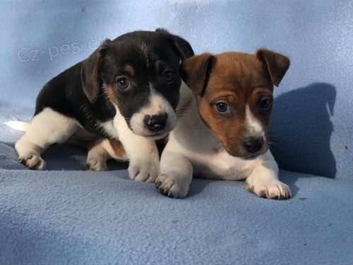 Jack Russell Terrier muž a žena Jack Russell Terrier muž a žena