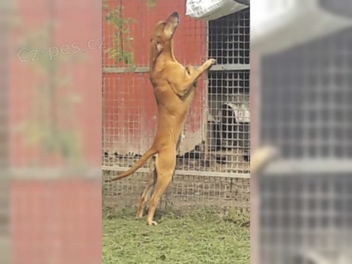 Magyar Vizsla pro nové rodiny Magyar Vizsla pro nové rodiny