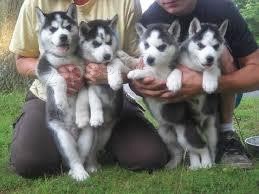 Huskies na prodej Huskies na prodej