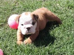 Anglický buldok k dispozici Anglický buldok k dispozici