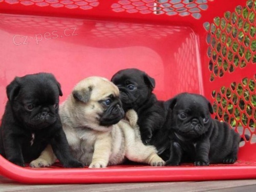 Mops štěňata s PP Mops štěňata s PP