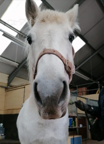 Nabízím ustájení koní Nabízím ustájení koní