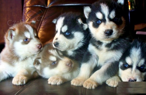 tata sibiskho husky z renomovanho chovu FCI / VDH
