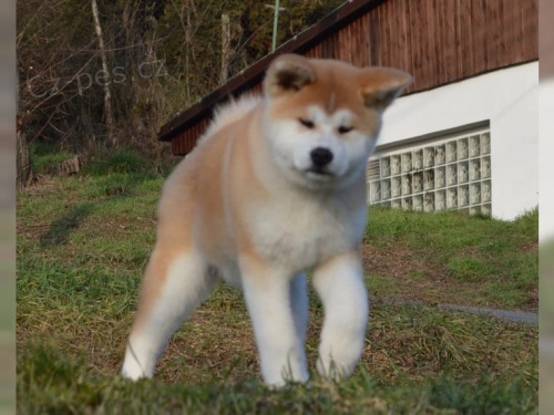 2 štěňata Akita Inu hledají nové domovy 2 štěňata Akita Inu hledají nové domovy