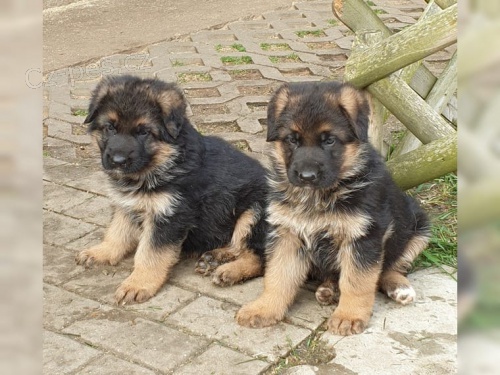 německý ovčák pro nové rodiče německý ovčák pro nové rodiče