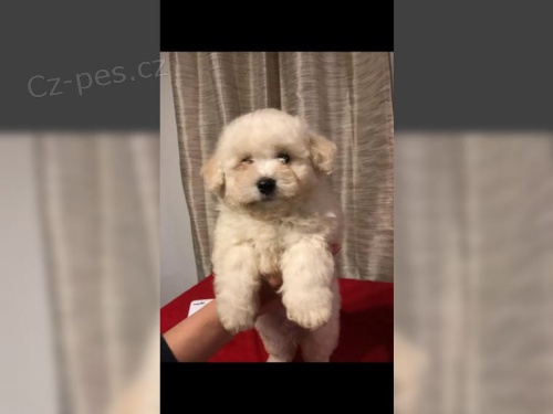 Bichon Frisé Bichon Frisé