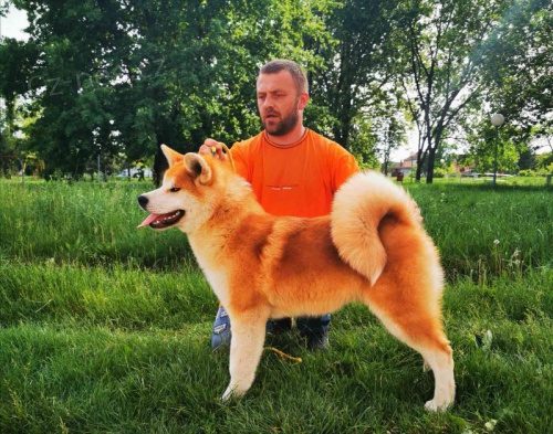 Akita inu Akita inu