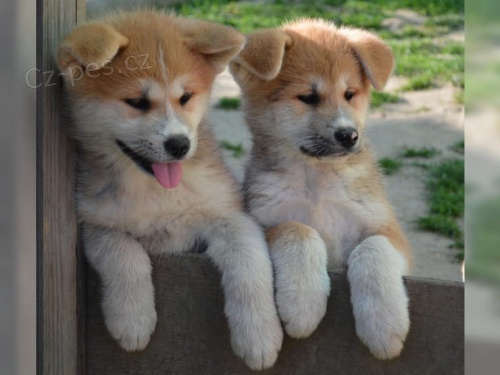 štěňata akita inu  jsou vám k dispozici. štěňata akita inu  jsou vám k dispozici.