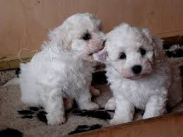 Bichon Frisé pro skutečné domovy Bichon Frisé pro skutečné domovy