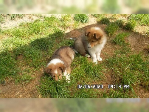 dispozici jsou štěňata shetlandských ovčáků (Sheltie) dispozici jsou štěňata shetlandských ovčáků (Sheltie)