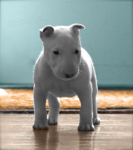 mini bulteriér štenata s PP mini bulteriér štenata s PP