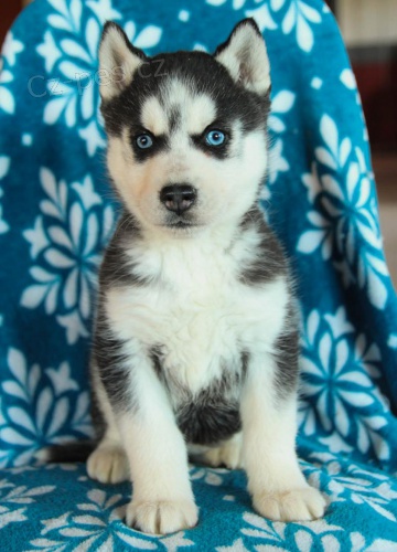 štěňátka sibiřského husky  štěňátka sibiřského husky