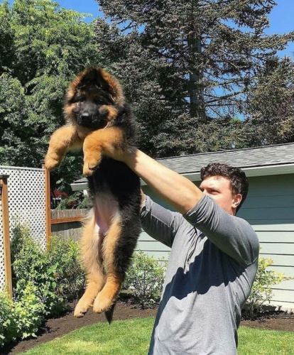 německá ovčák štěňata jsou k dispozici, prosím kontaktujte alosite své Whatsapp číslo ... německá ovčák štěňata jsou k dispozici, prosím kontaktujte alosite své Whatsapp číslo ...