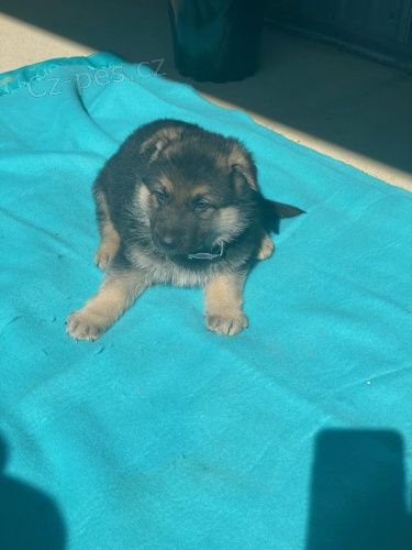 roztomil� n�meck� ov��k pes a fena p�ipraven� pro nov� domov, pro v�ce informac� se pros�m p�ihlaste s Whatsapp ��slem. D�k.