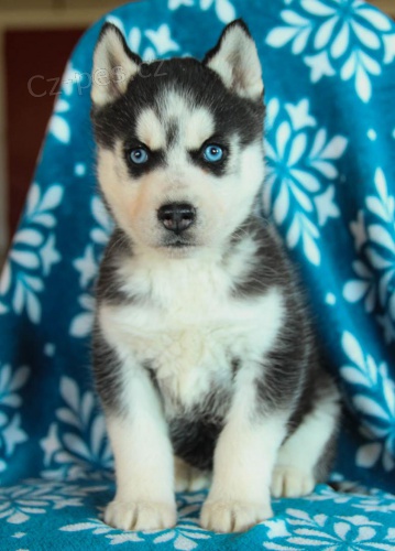 Předávám svůj sibiřský husky zdarma k adopci, pro více informací prosím kontaktujte jejich WhatsApp. Předávám svůj sibiřský husky zdarma k adopci, pro více informací prosím kontaktujte jejich WhatsApp.