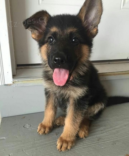 německá ovčák štěňata jsou k dispozici, prosím kontaktujte alosite své Whatsapp číslo ... německá ovčák štěňata jsou k dispozici, prosím kontaktujte alosite své Whatsapp číslo ...