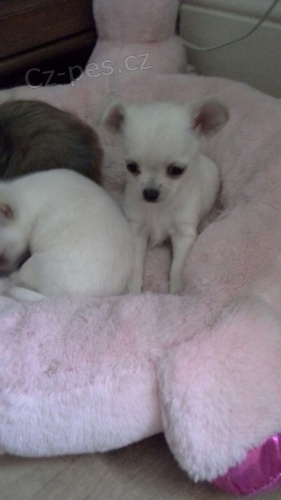 civava štěňata jsou k dispozici, prosím, kontaktujte spolu se svým číslem Whatsapp. civava štěňata jsou k dispozici, prosím, kontaktujte spolu se svým číslem Whatsapp.