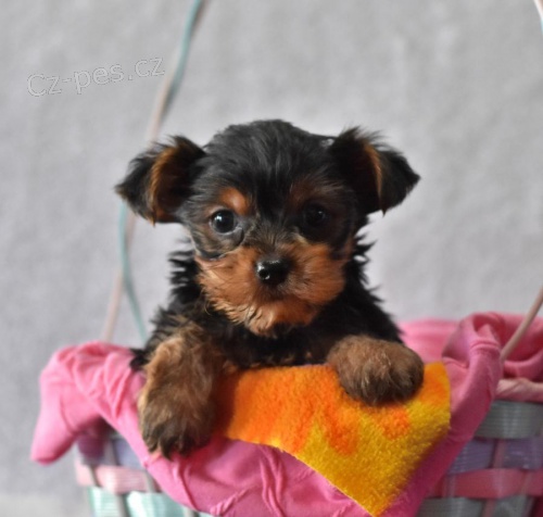 Předávám svůj yorkshire zdarma k adopci, kontaktujte prosím jejich WhatsApp pro více informací. Předávám svůj yorkshire zdarma k adopci, kontaktujte prosím jejich WhatsApp pro více informací.