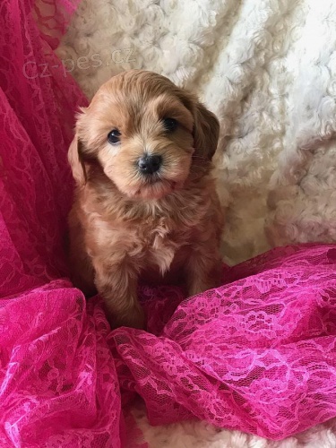 cavapoo štěňata jsou k dispozici, prosím, kontaktujte spolu se svým číslem Whatsapp. cavapoo štěňata jsou k dispozici, prosím, kontaktujte spolu se svým číslem Whatsapp.