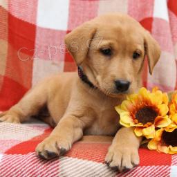 Předávám svůj labrador zdarma k adopci, pro další informace se prosím obraťte na jejich Whatsapp. Předávám svůj labrador zdarma k adopci, pro další informace se prosím obraťte na jejich Whatsapp.