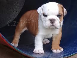 roztomil� anglick� buldok fena pro adopci zdarma v�echna �t��ata jsou zdrav� a maj� rodokmen, o�kovanou k��i a mikro�ipy zdarma. roz���it hygienick� z�ruky. jsou pro mu�e a �eny. Kontaktujte m� e-mailem a ulo�te ��slo Whats