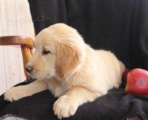 Zlatý retrívr velmi malý, Zlatý retrívr velmi malý,