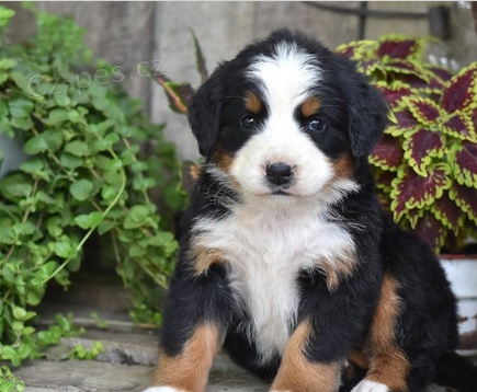 Kr�sn� Bernsk� �t�n� k adopci