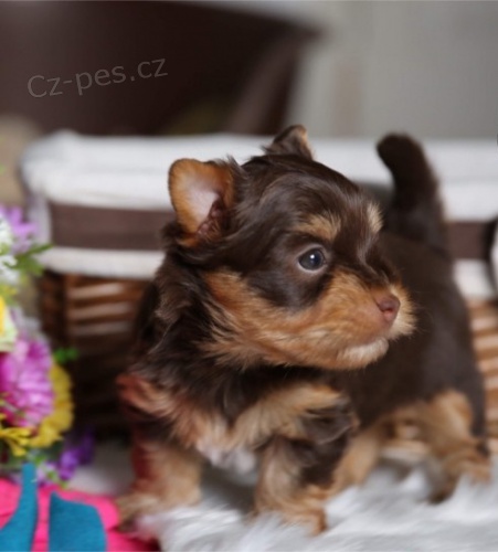 �t��ata miniaturn�ho �okol�dov�ho jork��rsk�ho teri�ra.