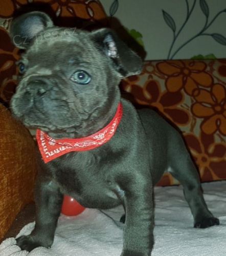 Modr� francouzsk� buldo�ek