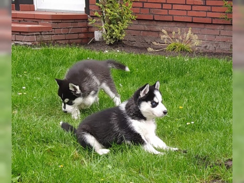 Husky štěňata FCI Husky štěňata FCI