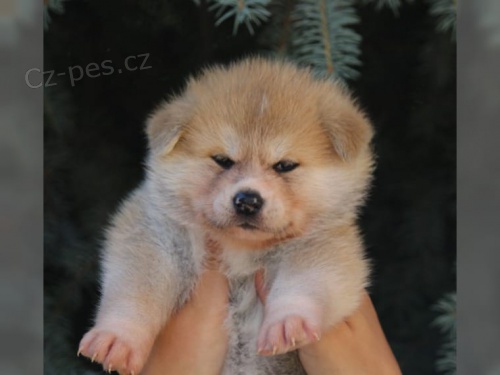 štěňata akita inu  jsou vám k dispozicii. štěňata akita inu  jsou vám k dispozicii.