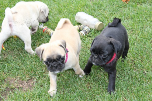 Mops chlapci a dívky Mops chlapci a dívky