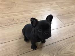 roztomil� francouzsk� buldok �t�n� a fena p�ipraven� pro nov� domov pro v�ce informac� na obr�zku po�lete sv� Whatsapp ��slo