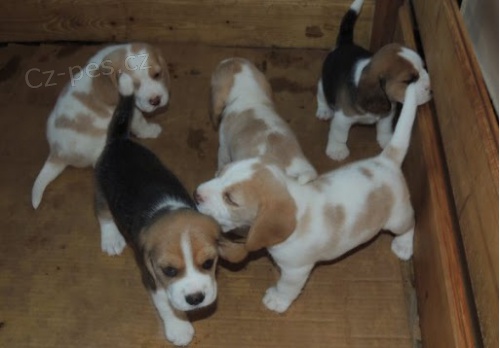 Bigl �t���tka na prodej