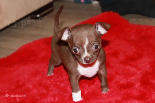  �ivava kr�tkosrst� 