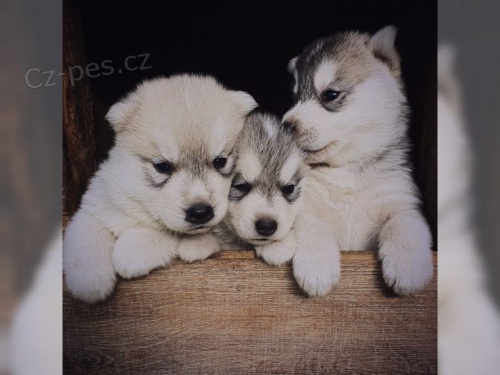 �t��ata sibi�sk�ho husky