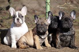 roztomil� francouzsk� buldok fena p�ipraven� pro nov� domov pro v�ce informac� a fotografi� po�lete sv� WhatsApp ��slo