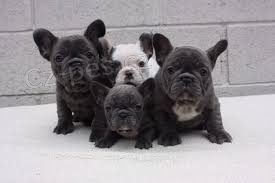 roztomil� francouzsk� buldo�ek a fena p�ipraven� pro nov� domov pro v�ce informac� a fotografi� po�lete sv� Whatsapp ��slo