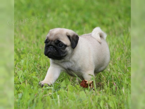 Mops �t��ata s FCI 