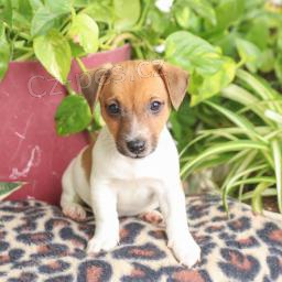 Roztomilá štěňátka jack russell Roztomilá štěňátka jack russell